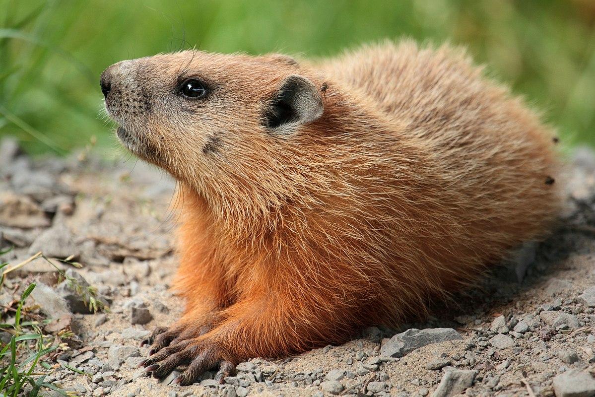 Punxsutawney Phil may or may not see his shadow as he comes out of his hole on Feb. 2. Whether or not he returns to his hole determines an early spring or prolonged winter. (<a title="User:Cephas" href="https://commons.wikimedia.org/wiki/User:Cephas">Cephas</a>/CC-BY-SA 3.0)
