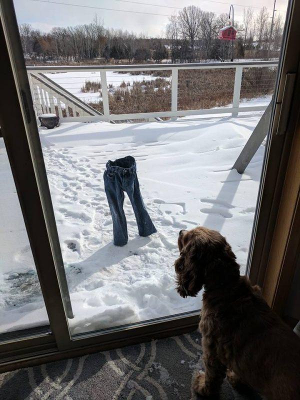 Puppy of Minnesota family thoroughly confused by pair of frozen jeans as polar vortex hit the midwest. (Supplied by Michelle Powers)