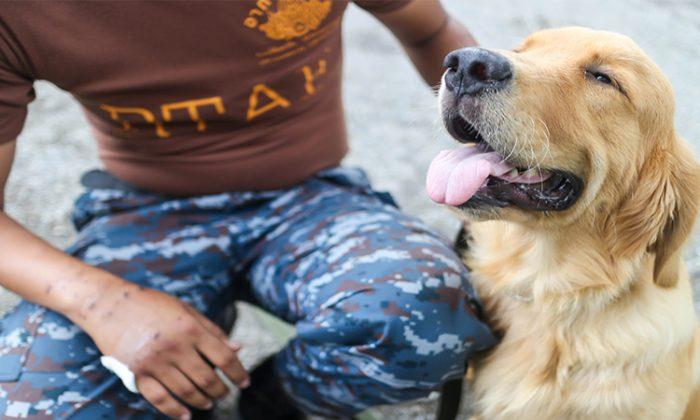 Abandoned Golden Retriever With 46-Pound Tumor Is Rescued and Now Lives a Happy Life