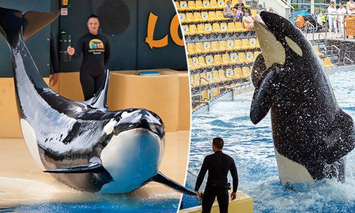 Kyla the Orca Whale Born in Captivity at Seaworld Dies of Mystery Illness at Age 30