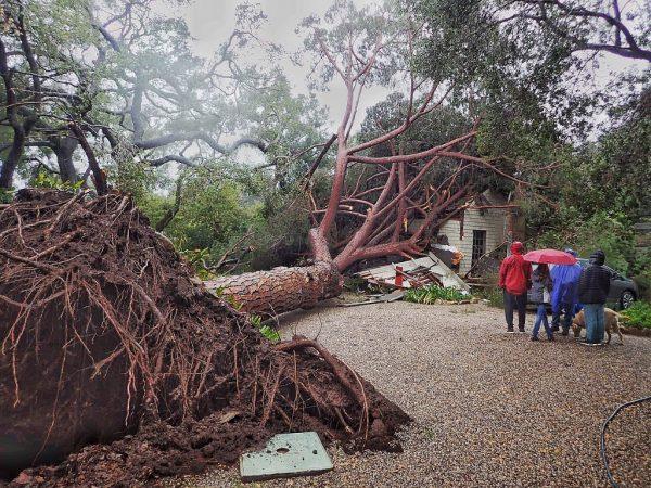 Photo released by Santa Barbara County Fire, a large stone pine tree believed to be 100-years-old came down into this Santa Barbara, Calif., on Feb. 2, 2019. (Mike Eliason/Santa Barbara County Fire via AP)