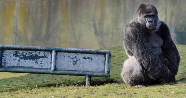 Ambam, a 21-year-old silverback gorilla, is pictured at Port Lympne Wild Animal Park in Kent south east England, on Jan. 28, 2011. (Ben Stansall/AFP/Getty Images)