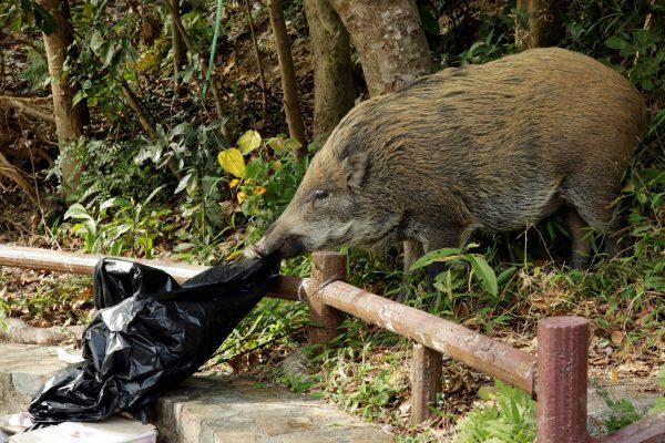 A wild boar checks a plastic trash bag near a barbecue pit at the Aberdeen Country Park in Hong Kong, China on Jan. 27, 2019. (Jayson Albano/Reuters)