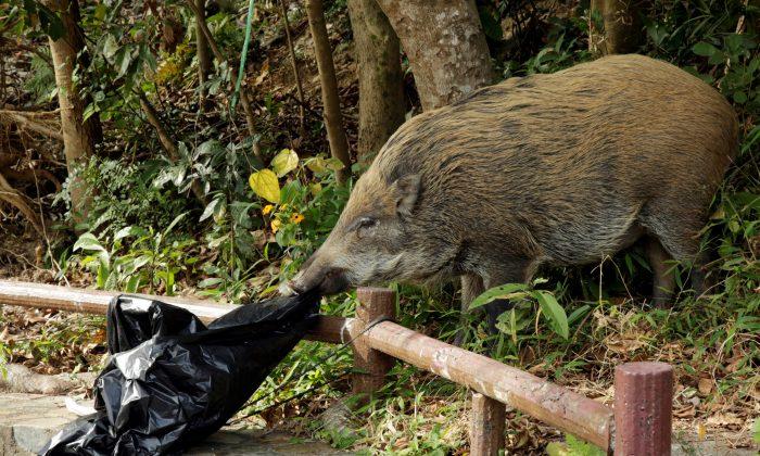 Hong Kong Debates Wild Boar Problem as Chinese New Year of the Pig Dawns