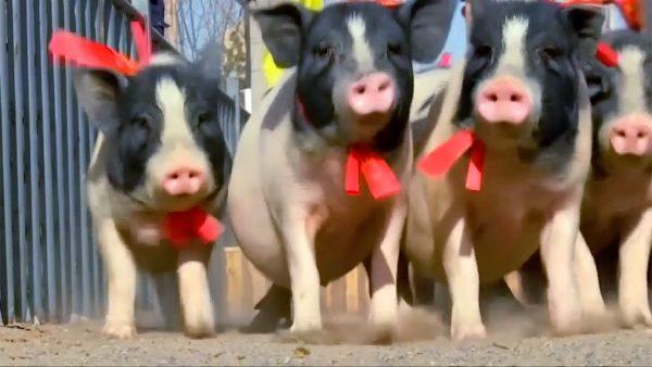 Ten racing piglets at a Chinese farm are put through a training session ahead of their last race during Chinese New Year. Zhangjiakou, China. Feb.5, 2019 (image via Reuters)