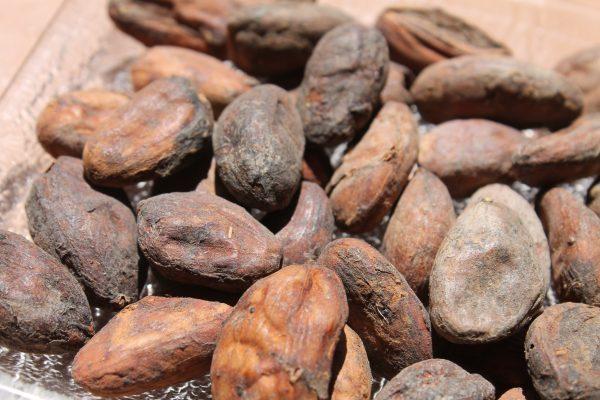 Cacao beans, the seeds of the fruit of the cacao tree, can be used as a spice. (Francine Segan)