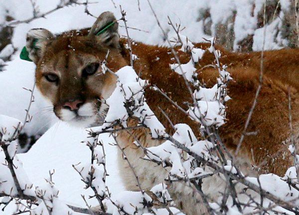 A mountain lion makes its way through fresh snow in the foothills outside of Golden, Colo., April 3, 2014. (Rick Wilking/Reuters/File Photo)