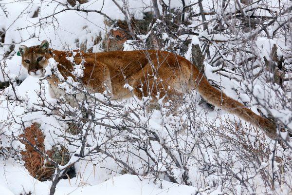 A mountain lion makes its way through fresh snow in the foothills outside of Golden, Colo., on April 3, 2014. (Rick Wilking/Reuters/File Photo)