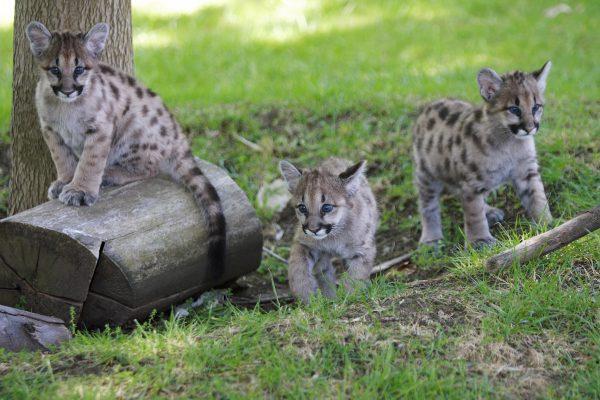 Three orphaned 11-month-old cougar cubs play at an animal park in California on April 26, 2007. Cougar (David Paul Morris/Getty Images)