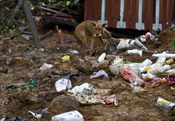 A stray dog rummages for food among debris in La Pintada, state of Guerrero, Mexico, on Sept. 19, 2013. ( Ronaldo Schemidt/AFP/Getty Images)