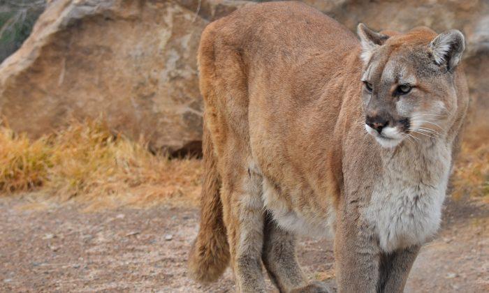 Deformed Mountain Lion Found in Idaho, Remains a Mystery