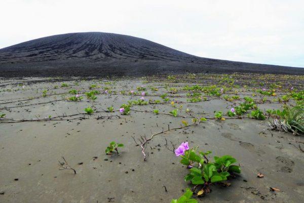 Vegetation taking root on the flat isthmus of Hunga Tonga-Hunga Ha’apai. The volcanic cone is in the background. (Dan Slayback)