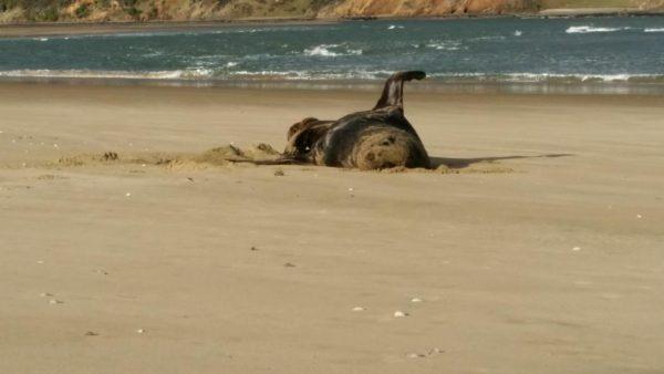 This photo of a sea lion on a Southland beach was found on a USB stick swallowed by a leopard seal. (Credit: unknown)