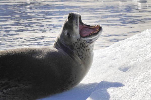 A leopard seal is shown in this undated file image. (Pixabay)