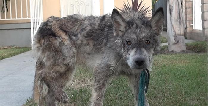 Sick Stray Confused for a Wolf Gets True Breed Revealed After Rescuers Perform a DNA Test