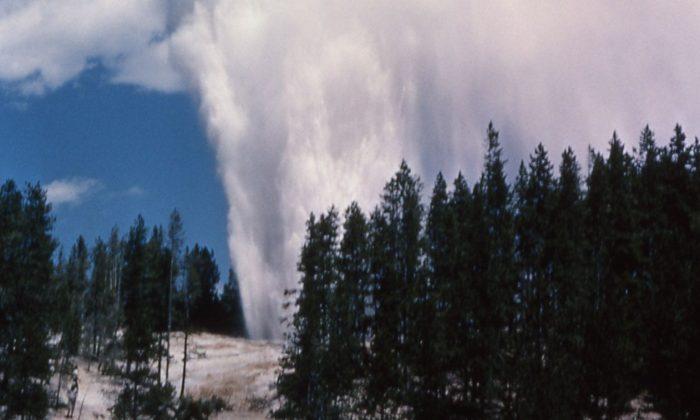 Yellowstone’s Tallest Geyser Breaks Its Own Record, Scientists Aren’t Sure Why