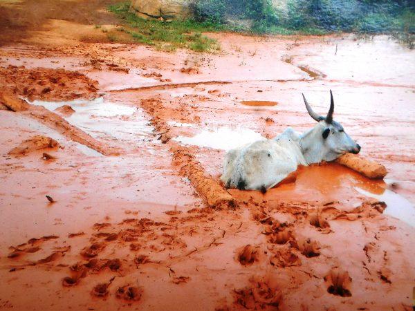 A cow stuck in the mud in Ngoe Ngoe, Cameroon. Chinese mining activities leave river courses choked with mud, and in some cases rivers are diverted to serve gold-washing sites. (Solomon Tembang)