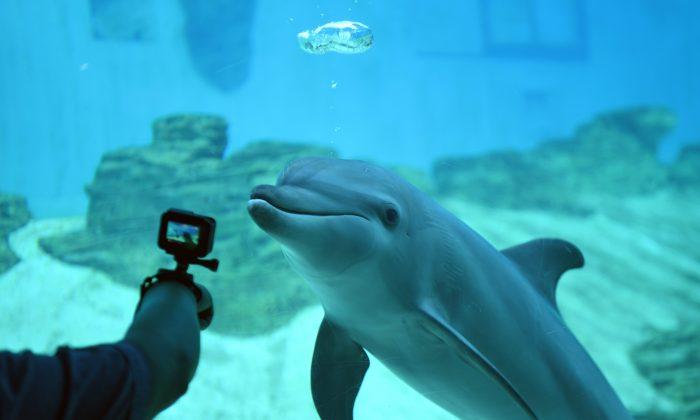 Ottawa Passes Legislation That Bans Whale and Dolphin Captivity in Canada