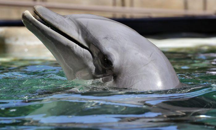 Desert Attraction Temporarily Closes After 4 Dolphin Deaths
