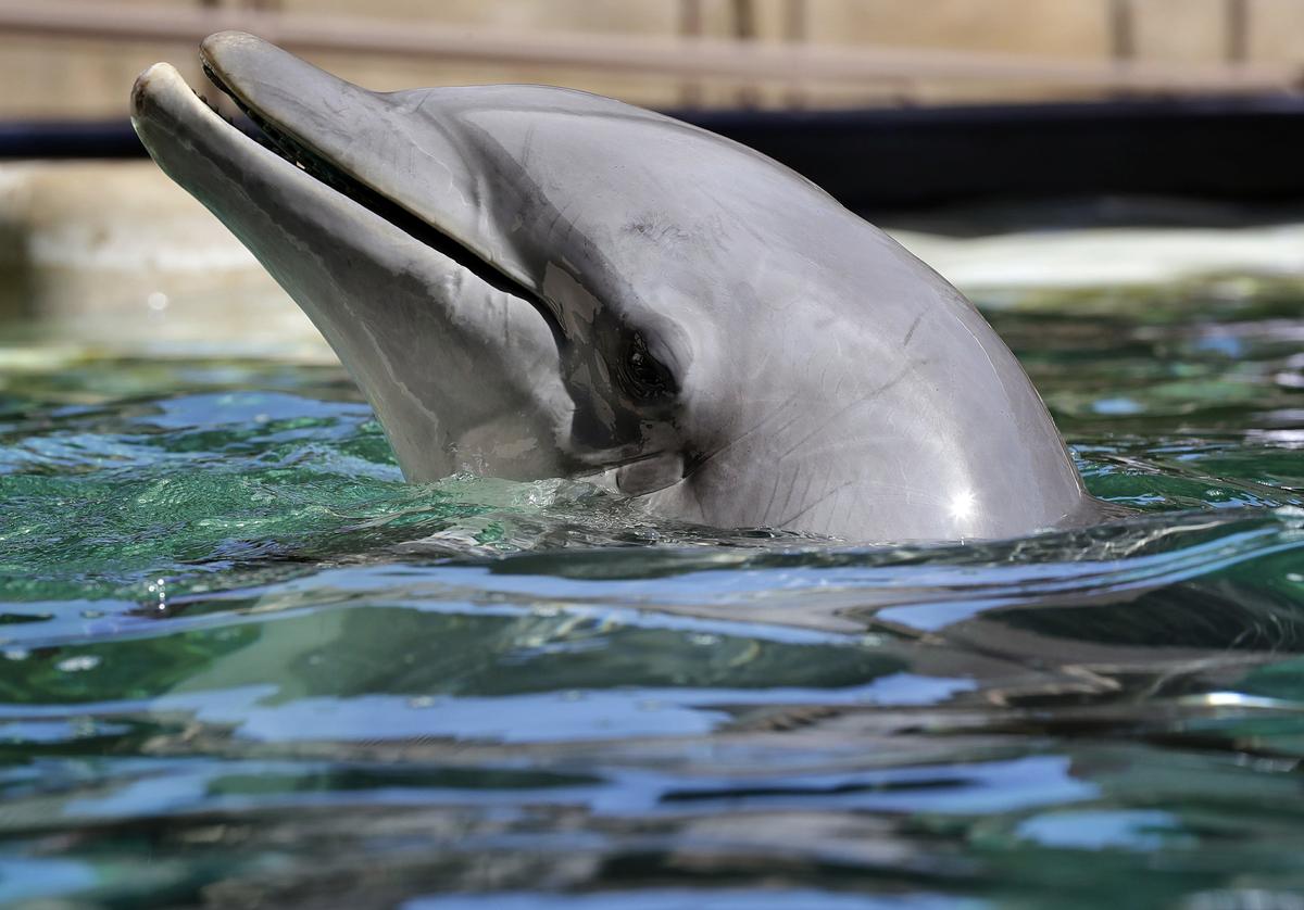 Desert Attraction Temporarily Closes After 4 Dolphin Deaths