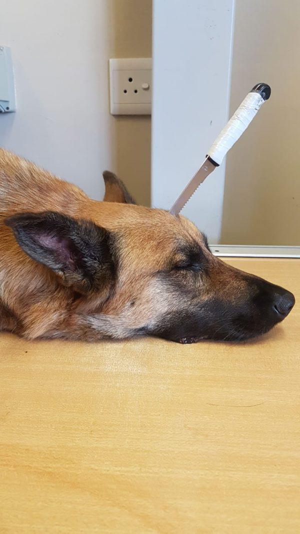 Duke is pictured before surgery with a knife in his head on Feb. 5, 2019. (Animal Welfare Society of South Africa)