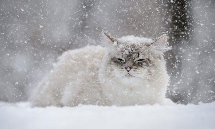 Frozen Cat ‘Thawed’ Back to Life by Vet Team After Being Buried in Snow