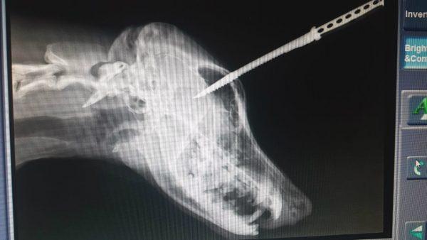 An X-ray shows Duke the german shepherd with a knife in his skull before surgery on Feb. 5, 2019. (Animal Welfare Society of South Africa)