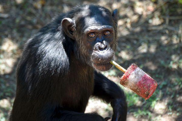A chimpanzee eats fresh fruits at Rome's Bioparco zoo on Aug. 4, 2016. (Andreas Solaro/AFP/Getty Images)