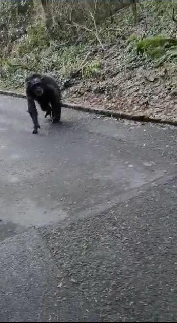 One of the escaped chimpanzees was caught on camera as it roamed freely across a road at the zoo in Belfast, Northern Ireland, on Feb. 9, 2019. (Dean McFaul via Storyful)