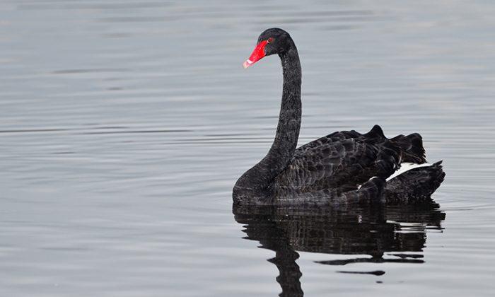 Bullied Black Swan Rejected by All, Becomes Mom to 6 Cygnets