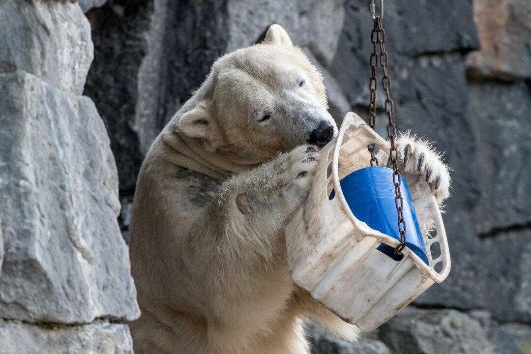 Russia Declares Emergency as Over 50 Polar Bears Invade Town and ‘Chase Terrified Residents’