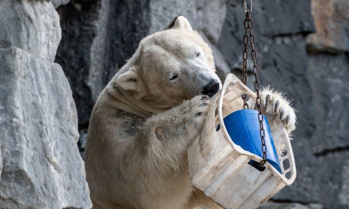 Russia Declares Emergency as Over 50 Polar Bears Invade Town and ‘Chase Terrified Residents’