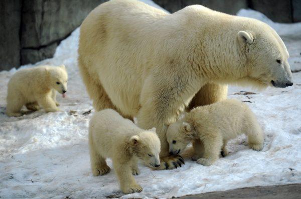 A mother polar bear plays with her three cubs born last November, at the Moscow Zoo in Moscow, Russia, on March 22, 2012. (Andrey Smirnov/AFP/Getty Images)