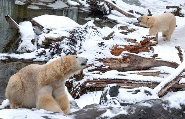 Two polar bears walk in the snow in their enclosure at Schoenbrunn Zoo in Vienna, Austria, on March 6, 2018. (Joe Klamar/AFP/Getty Images)
