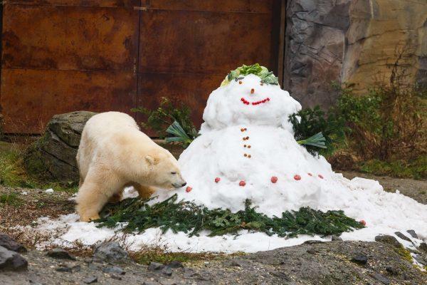 Polar bear Milana inspects a snowman decorated with vegetables, nuts, and meatballs she was given by her keepers in her enclosure at the zoo in Hanover, northern Germany, on Dec. 19, 2017. (Philipp Von Ditfurth/AFP/Getty Images)