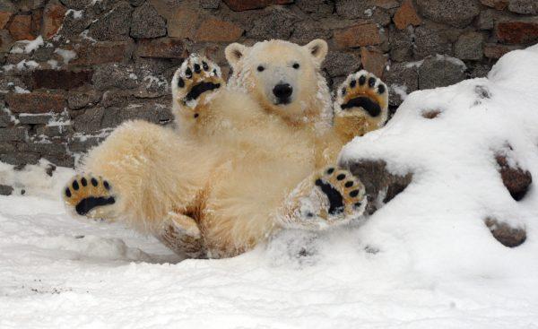 A young polar bear wallows in snow at the public zoo in Russia's second city of Saint Petersburg, on Dec. 7, 2012. (Olga Maltseva/AFP/Getty Images)