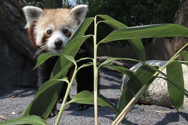 A Red Panda is pictured at the "Zoom Torino" a zoological park in Cumiana near Turin, on June 3, 2015. (Marco Bertorello/AFP/Getty Images)