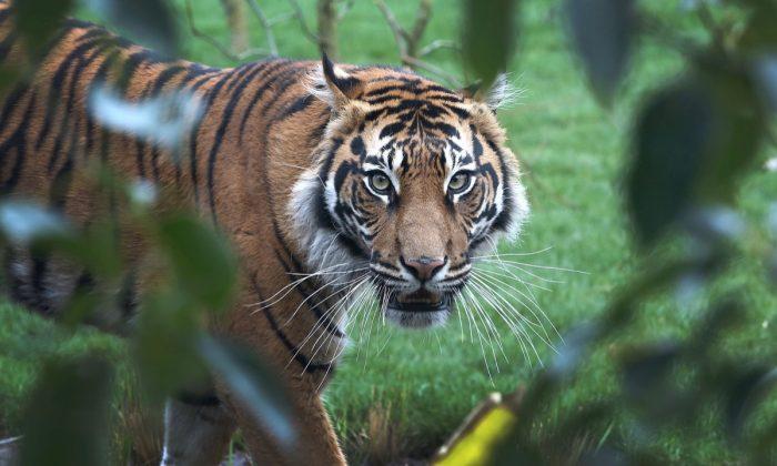 Rare Tiger Killed by Potential Mate During First Day Together