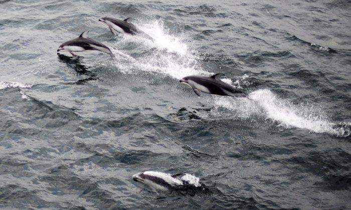 Viral: Dolphin, Whale Stampede Near Dana Point