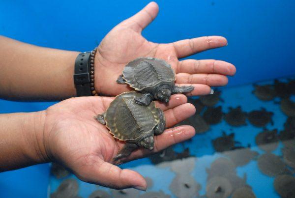 An official holds baby pig-nosed turtles in Tangerang, Banten province. Officials in Indonesia rescued more than 8,000 baby pig-nosed turtles stuffed in suitcases, suspecting the vulnerable creatures were destined for markets in Singapore or China, a spokesman said. (Bima Sakti/AFP/Getty Images)