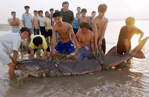 A group of Chinese fishermen lift a giant Chinese river sturgeon, they caught in the Yangtze river. The giant Chinese river sturgeon, which dates back 140 million years, is among the most endangered of China's wildlife, as fishermen catch as many as 3,000 sturgeon by mistake every year. (STR/AFP/Getty Images)
