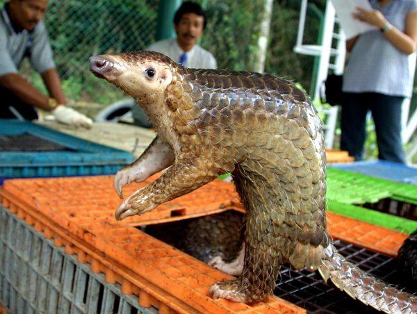 A Malayan pangolin is seen out of its cage after being confiscated by the Department of Wildlife and Natural Parks in Kuala Lumpur on Aug. 8, 2002. (Jimin Lai/AFP/Getty Images)