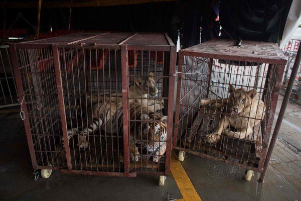 This photo taken on May 30, 2018 shows a Siberian tiger (front), an African lioness (back) and a lion (R) resting in their small cages at the camp of the Chinese Prosperous Nation Circus Troupe in the National Forest Park of Guanyin Mountain in Dongguan. (Nicolas Asfouri/AFP/Getty Images)