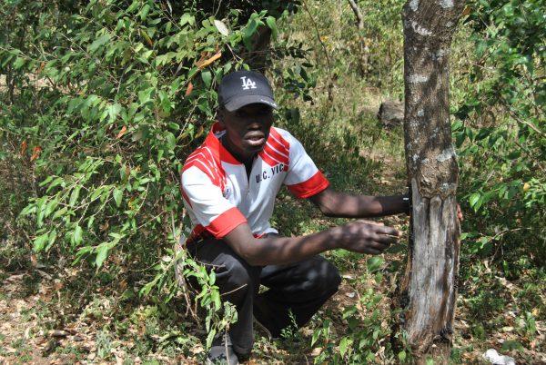 Otieno explains how the stolen donkeys are brutally killed by being tied to a trunk and having their hind legs cut to make them helpless as they are slaughtered for sale to the Chinese abattoirs. (Dominic Kirui for The Epoch Times)