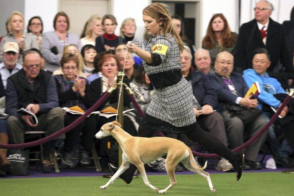 Cheslie Pickett Smithey, runs with her Whippet named Bourbon, as they compete in the Best of Breed event at the Westminster Kennel Club dog show in New York, on Feb. 11, 2019. (AP Photo/Wong Maye-E)