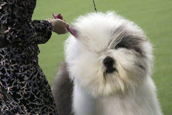 An Old English sheepdog name Bugaboo's Let It Go Blu Mtn gets her fur brushed during the Best of Breed event at the Westminster Kennel Club dog show in New York, on Feb. 11, 2019. (AP Photo/Wong Maye-E)