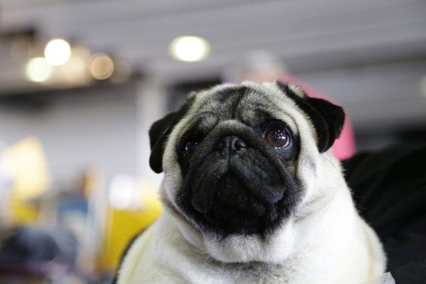 Biggie the pug poses for photos at the Westminster Kennel Club Dog Show in New York, on Feb. 11, 2019. (AP Photo/Nat Castaneda)