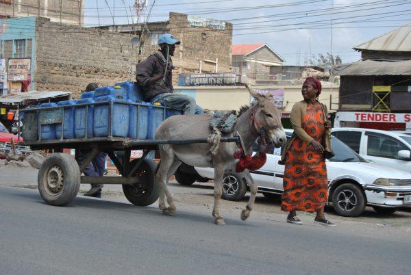 A donkey is used to pull a cart full of water on Magadi Road in Rongai, Kajiado on Feb. 5, 2019. (Dominic Kirui for The Epoch Times)
