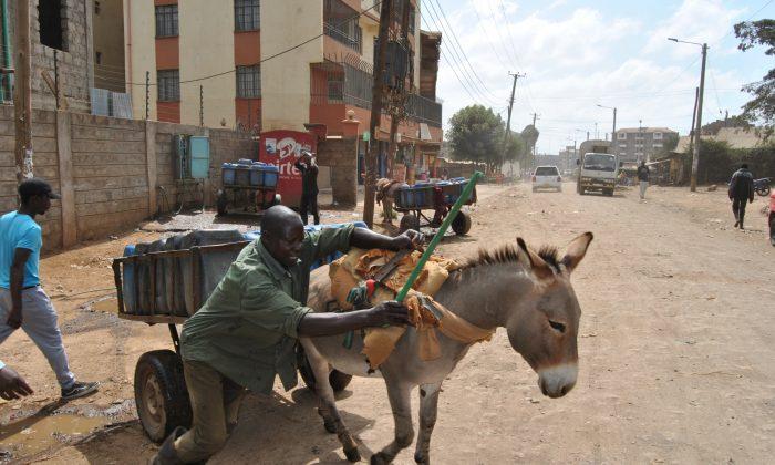 China’s Demand for Donkey Products Leaves East African Households Without Source of Livelihood