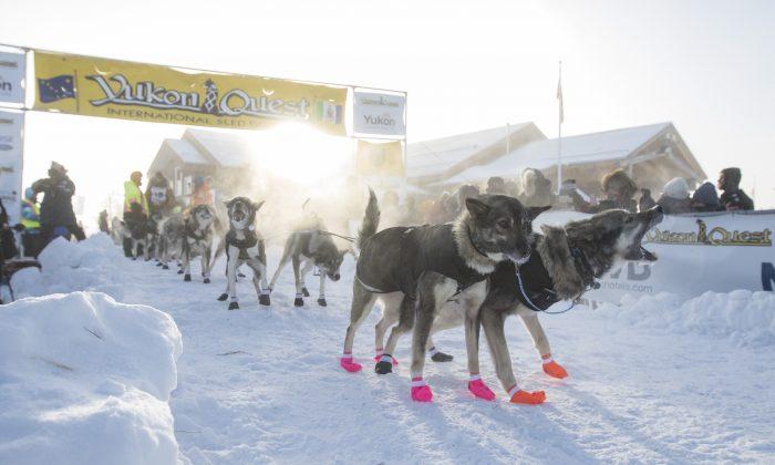 Brent Sass, Alaskan Musher, Wins 2019 Yukon Quest With Full Team of Dogs